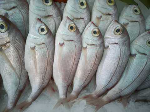 市场食用的鲜鱼