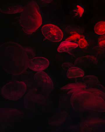 红色发光透亮水母图片