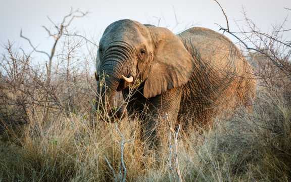非洲草地上漫步的大象图片