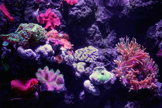 海底中的珊瑚
