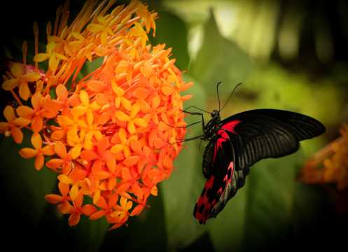 花朵上的黑蝴蝶图片