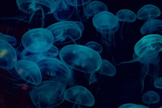 深海透亮蓝色水母图片