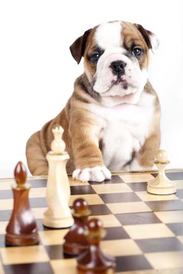 狗狗与国际象棋图片