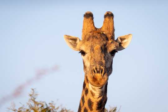 南非草坪上的长颈鹿图片