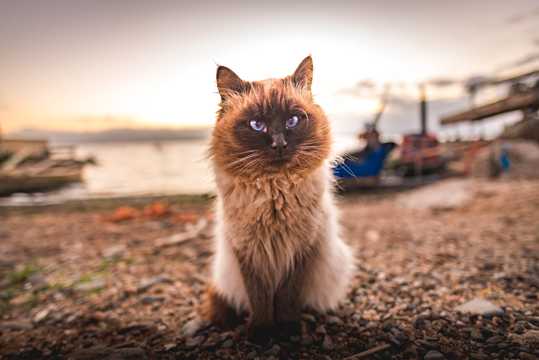 呆萌的泰国暹罗猫
