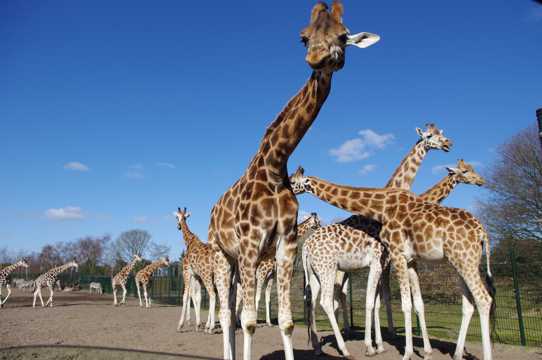 动物园长颈鹿欣赏图片