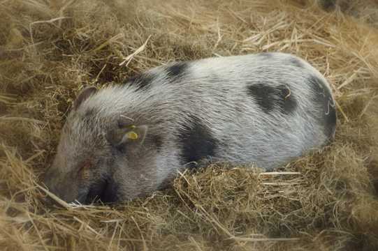 小猪趴着睡觉图片