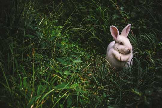 草丛里的大耳白兔