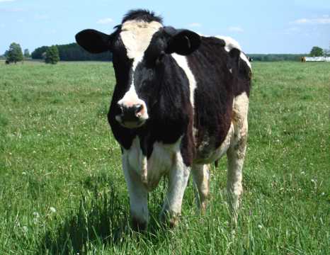 草地上的中国黑白花奶牛