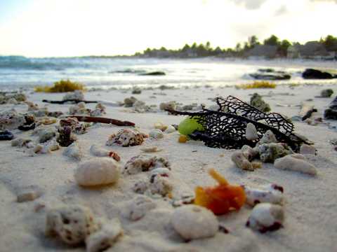 沙滩上的海胆壳