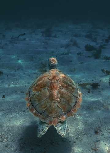 海龟素材图片