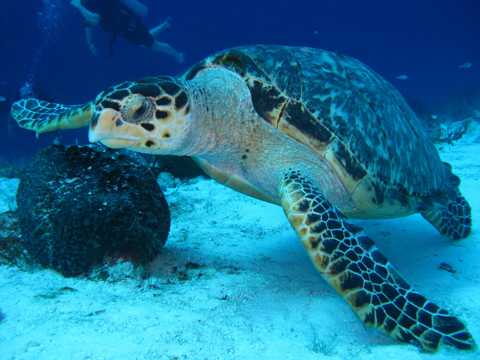 深海的热带海龟