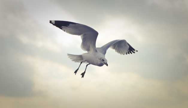 天空翱游的海鸥图片