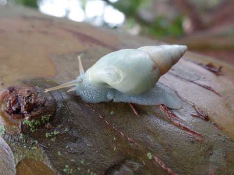 野生白玉蜗牛图片