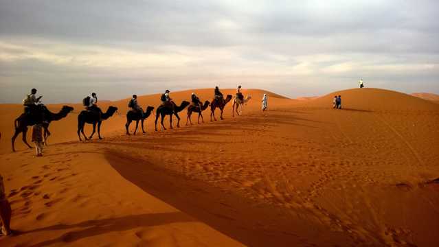 大漠中成群的骆驼图片