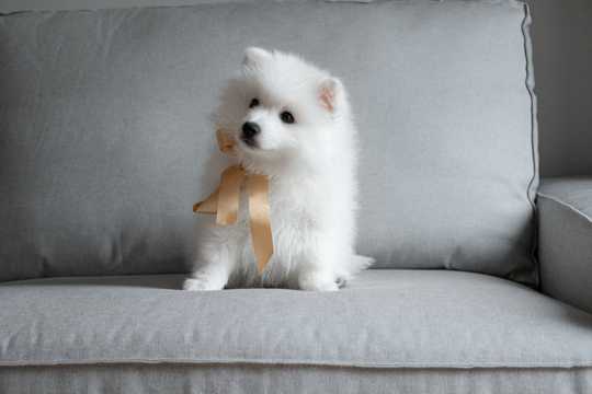 可人白色萨摩耶幼犬