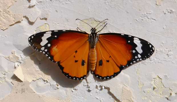 漂亮的斑蝶