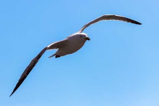 高空展翅海鷗圖片
