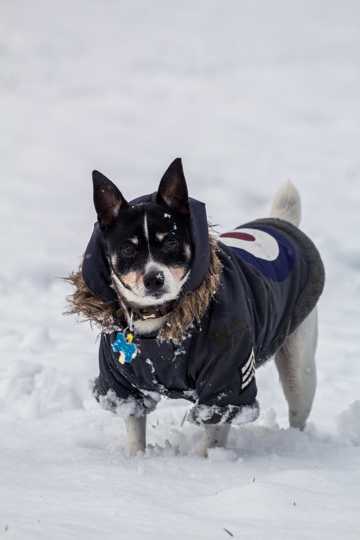 雪地里的芬兰驯鹿犬