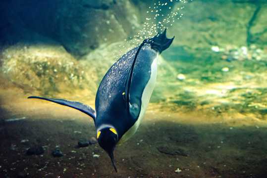 企鹅潜水捕食图片