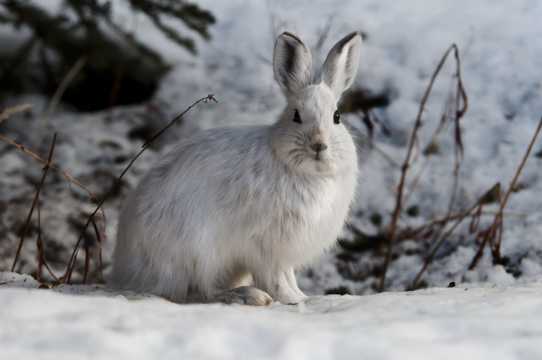 雪地上的北极兔