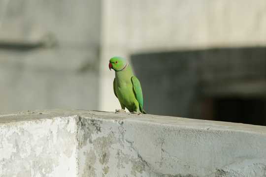 一只绿色鹦鹉图片图片