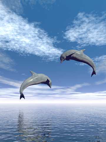 海豚戏水图片