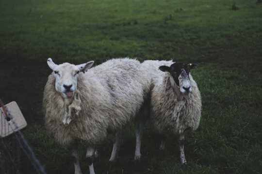 牧场乖巧绵羊图片