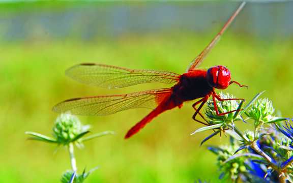 美丽红蜻蜓休息图片