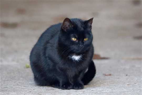 可爱的黑色孟买猫