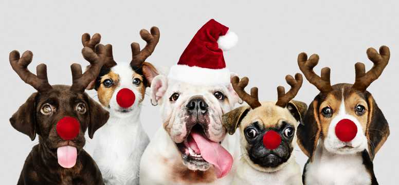 圣诞打扮的小狗图片