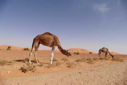 大漠中的骆驼