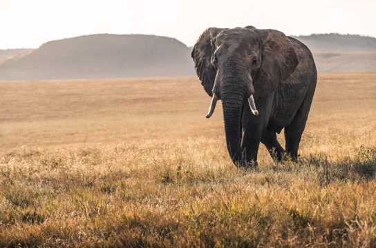 行走的非洲象