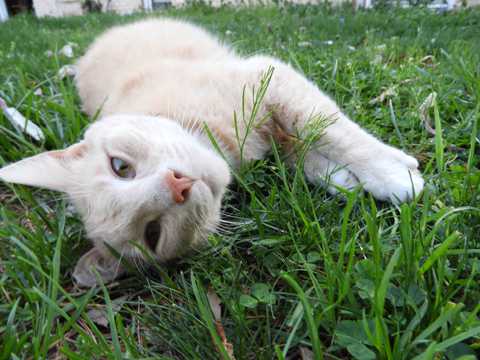 草场懒散猫咪
