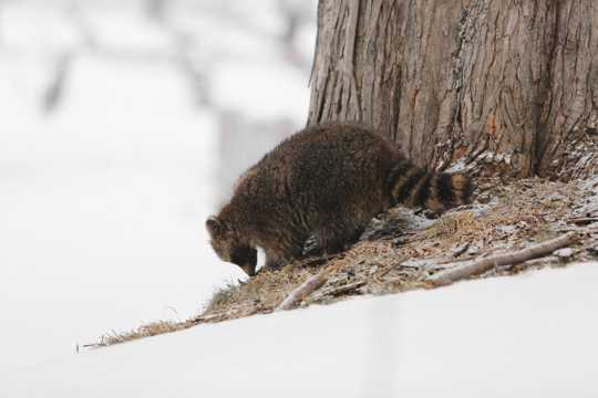 雪地上的柯岛浣熊