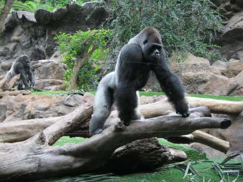 强壮俏皮的大猩猩图片