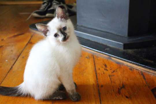 可人白色萌宠猫图片