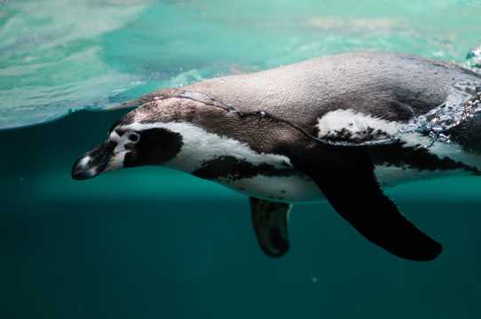 游泳的洪堡企鹅