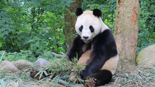 树林大熊猫图片