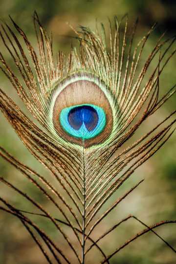 棕蓝孔雀羽毛图片