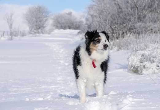 雪地里步行的雪橇犬图片
