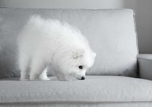 白色狗幼犬