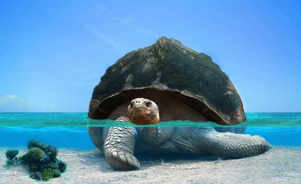 大海大乌龟个性图片