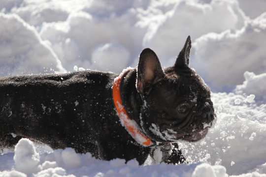 雪地里法国斗牛犬图片