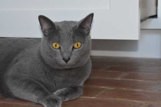 乖巧灰色猫图片
