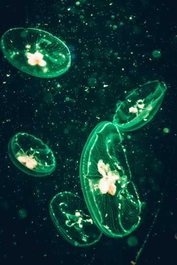 发出绿色荧光的水母