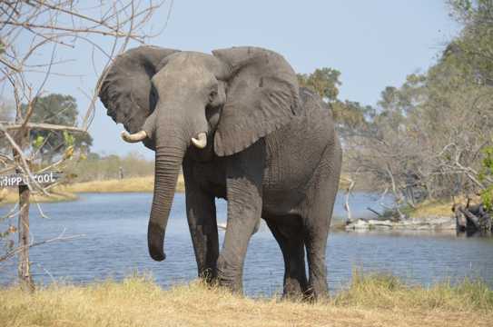 野生非洲象照相图片