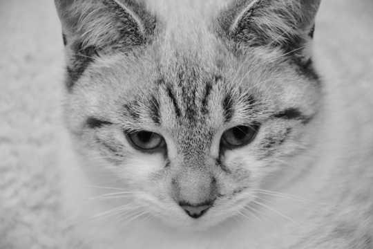 小花猫黑白图片