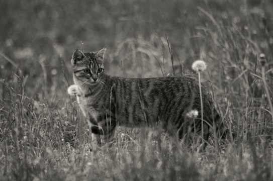 草丛里的虎猫