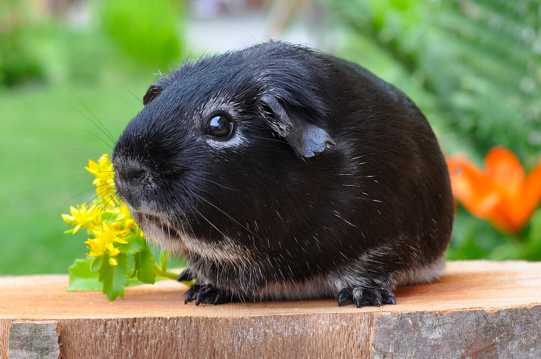 可爱的黑色豚鼠